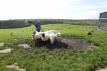 PICTURES/The Burren - Coherconnel Fort & Sheepdog Demonstration/t_DSC04954.JPG